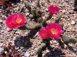 Opuntia fragilis cv. Freiberg 